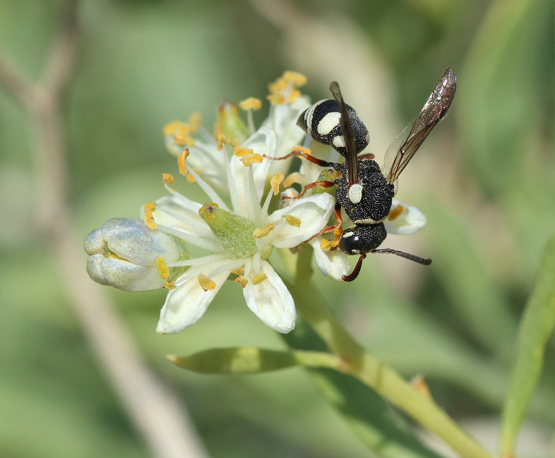 Image of Nitraria schoberi specimen.