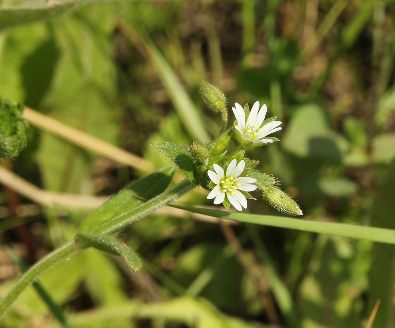 Image of Cerastium holosteoides specimen.