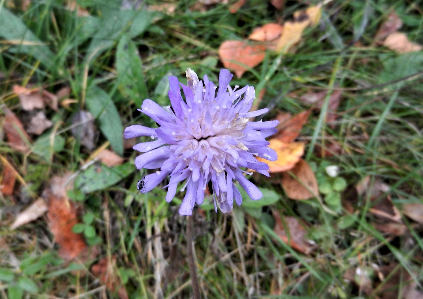 Image of Knautia arvensis specimen.