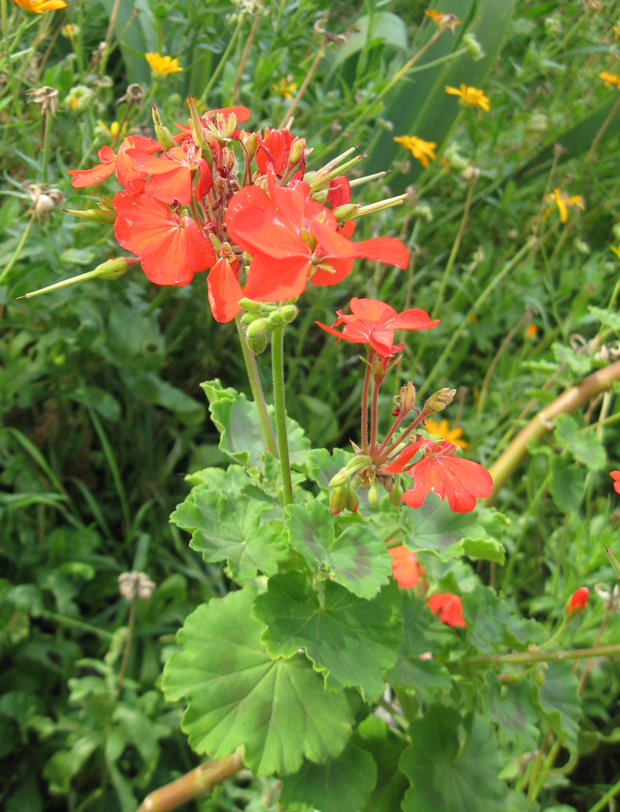 Изображение особи Pelargonium hortorum.