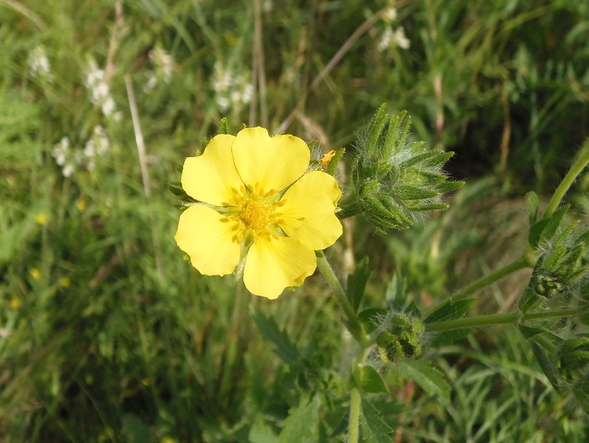 Изображение особи Potentilla recta.