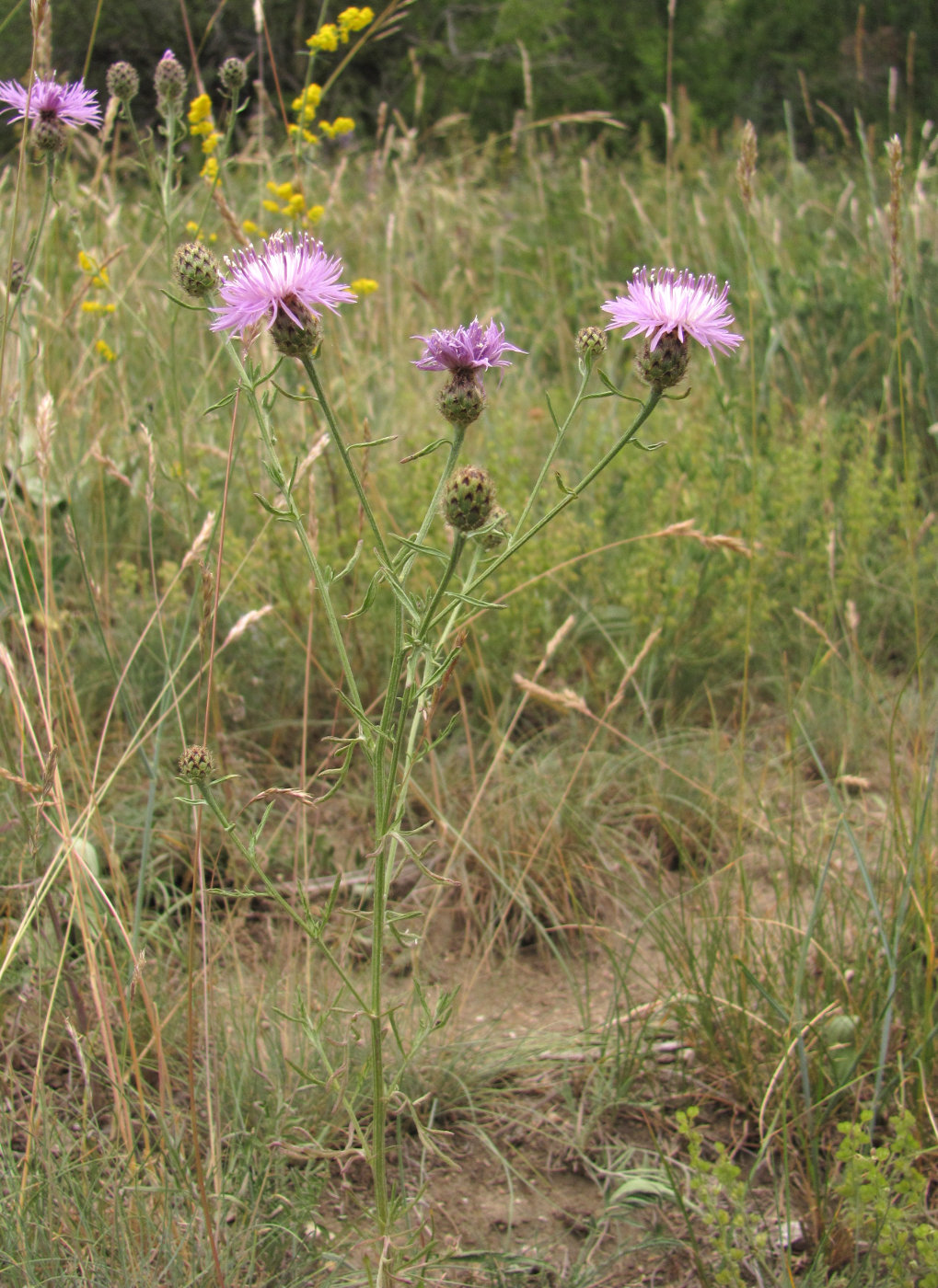 Изображение особи Centaurea biebersteinii.