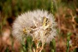 Tragopogon marginifolius