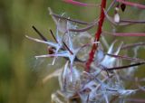 Chamaenerion angustifolium. Часть соплодия с раскрывающимися плодами. Челябинская обл., Каслинский р-н, берег оз. Киреты, опушка сосняка, у воды. 24.07.2020.