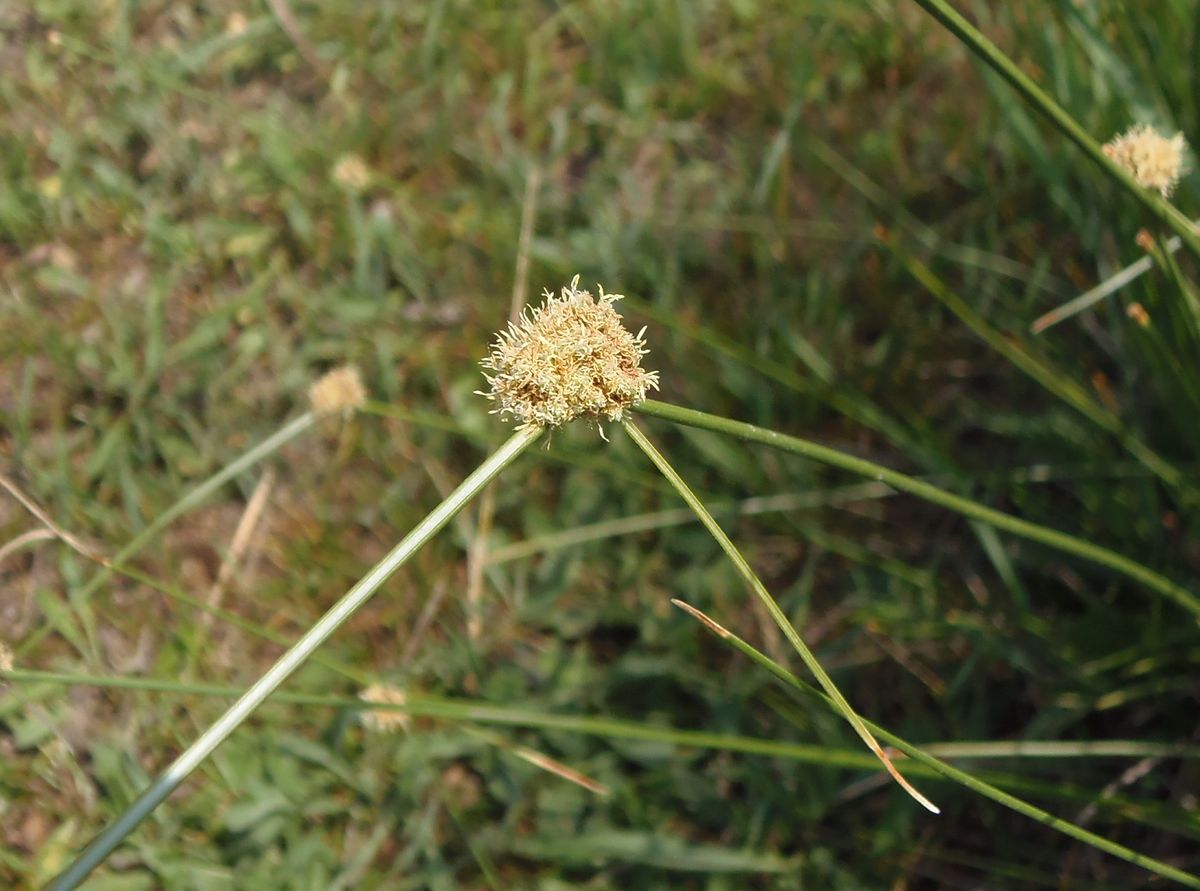 Image of Scirpoides holoschoenus specimen.