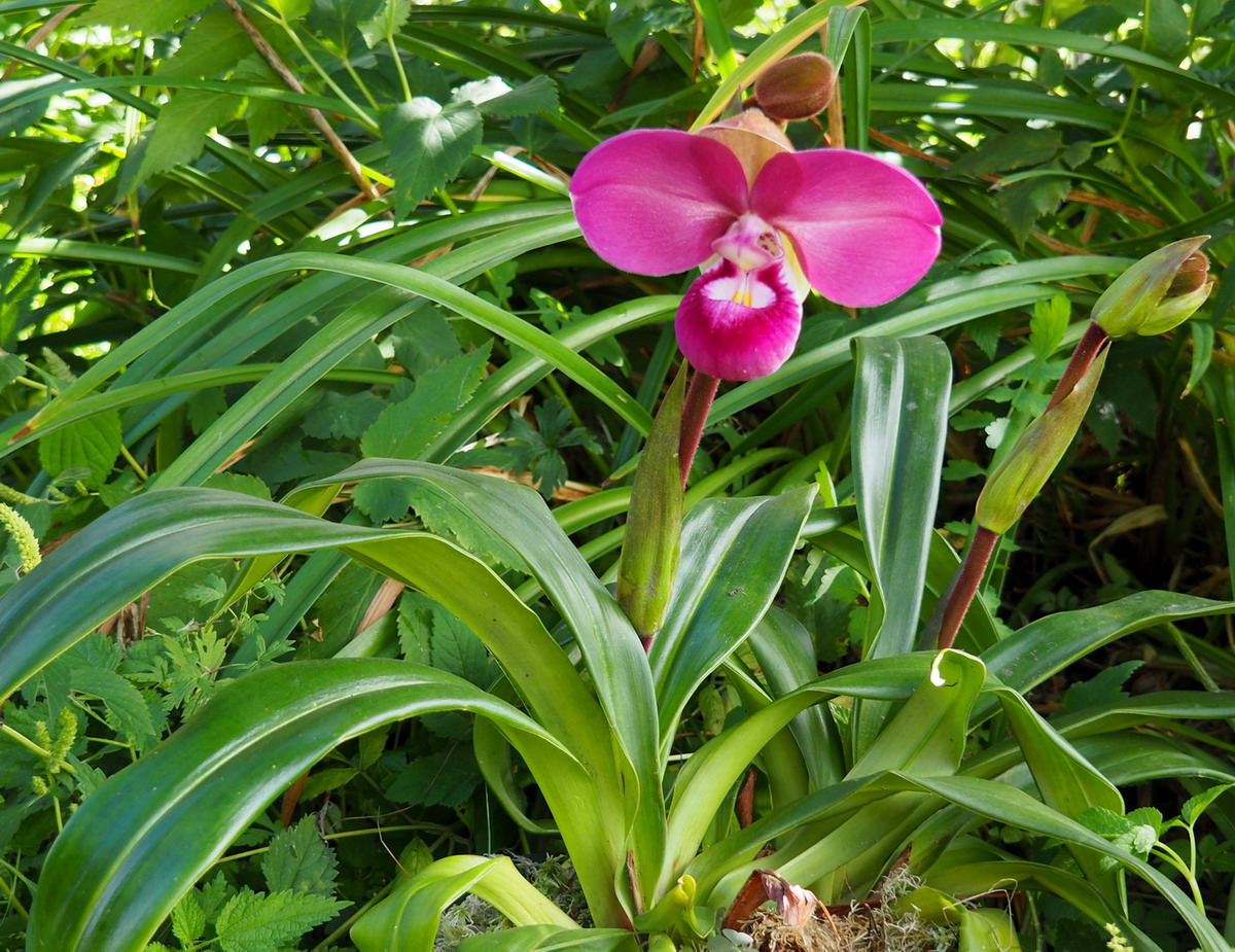 Изображение особи Phragmipedium kovachii.