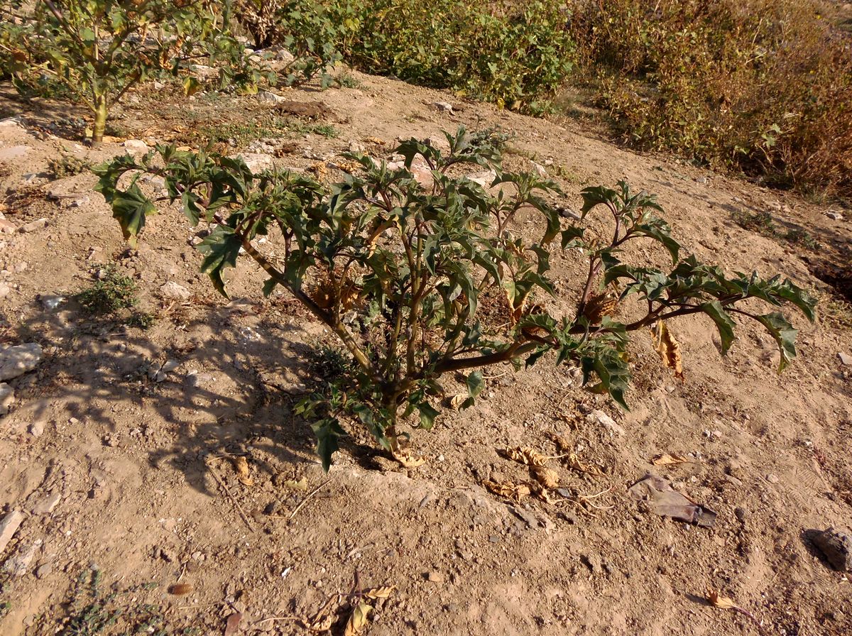 Image of Datura stramonium var. tatula specimen.