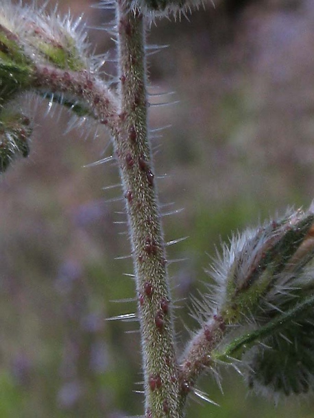 Изображение особи Echium triste ssp. nivariense.