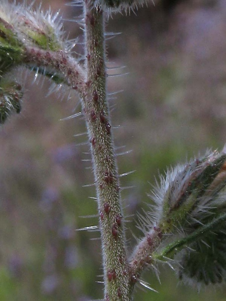Image of Echium triste ssp. nivariense specimen.