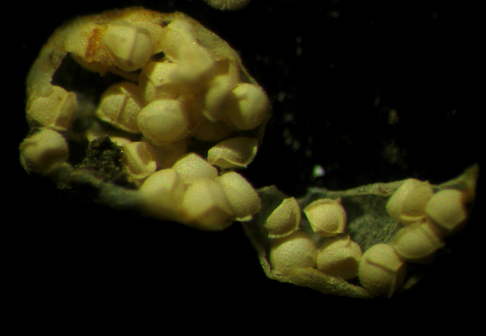 Image of Isoetes sajanensis specimen.