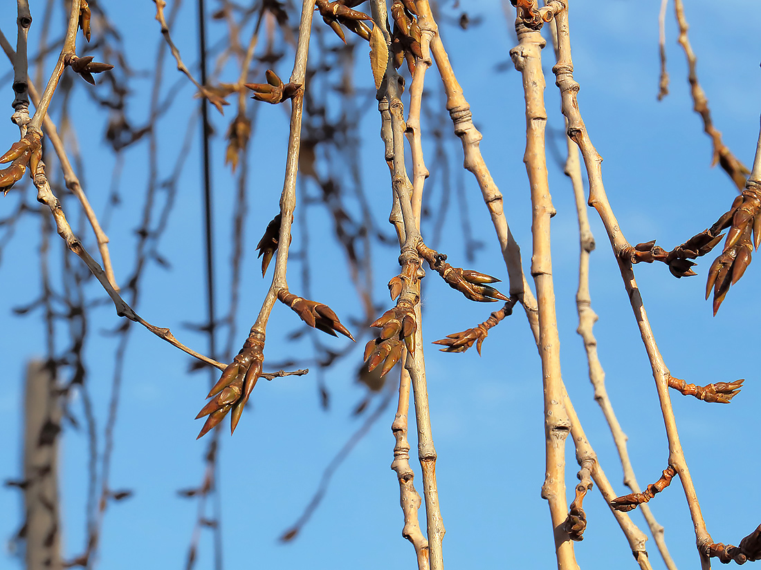 Image of Populus &times; rasumowskiana specimen.