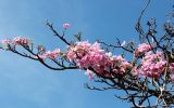 genus Tabebuia