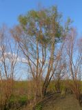 род Salix