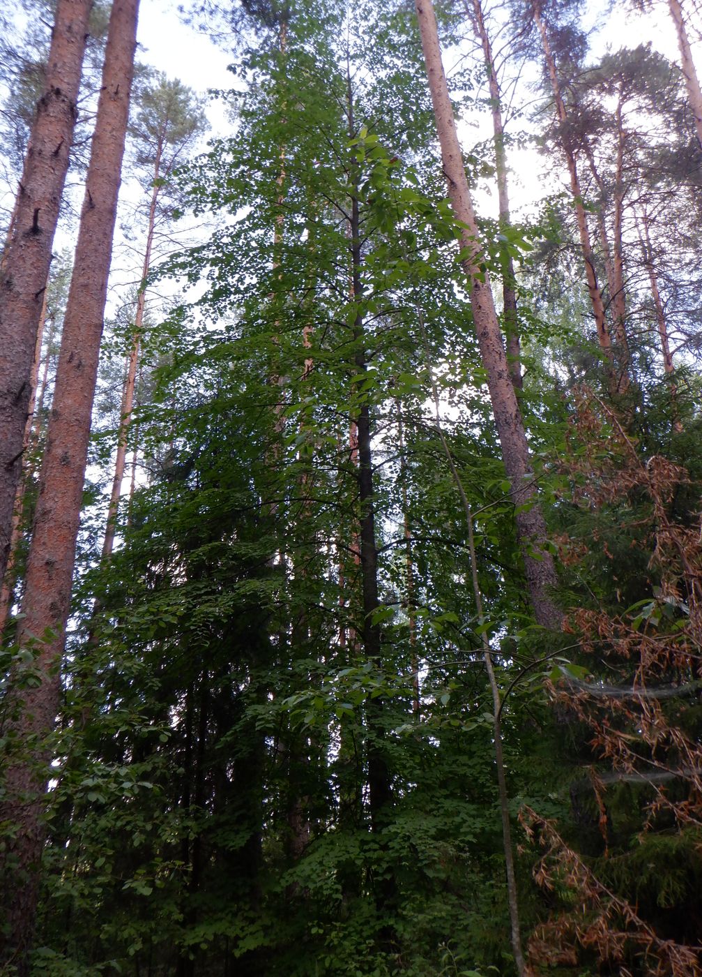 Изображение особи Tilia cordata.