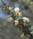 Vachellia reficiens