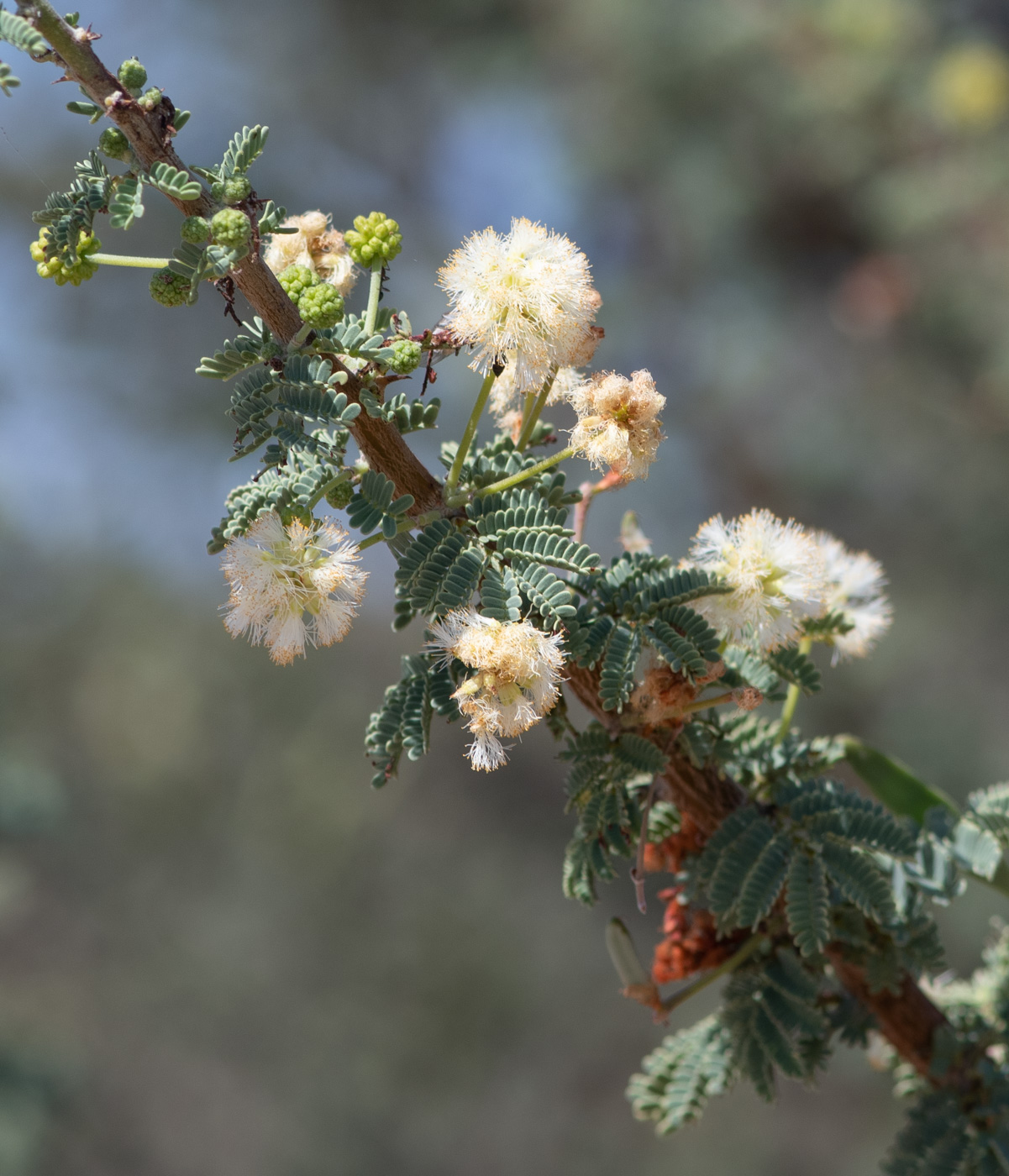 Image of Vachellia reficiens specimen.