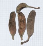 Vachellia hebeclada