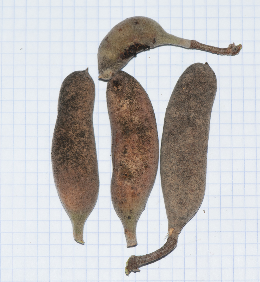 Image of Vachellia hebeclada specimen.