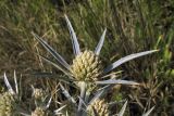 Eryngium amethystinum. Соцветие. Хорватия, Дубровник, гора Srd, травянистый склон с одиночными кустарниками. 28 августа 2010 г.