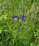 Campanula turczaninovii