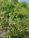 Amaranthus retroflexus. Цветущее и плодоносящее растение. Нидерланды, провинция Гелдерланд, г. Гендт, Гендтский польдер, песчаный берег старицы реки Ваал (основной рукав в дельте Рейна). 4 сентября 2010 г.