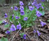 Viola hirta