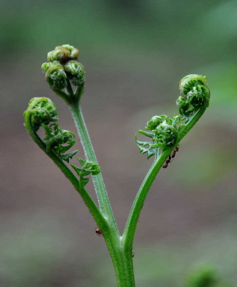 Изображение особи Pteridium pinetorum.