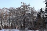 Larix kaempferi. Покоящееся взрослое растение. Санкт-Петербург, Петроградский р-н, Ботанический сад им. Петра Великого, в культуре. 16.01.2021.