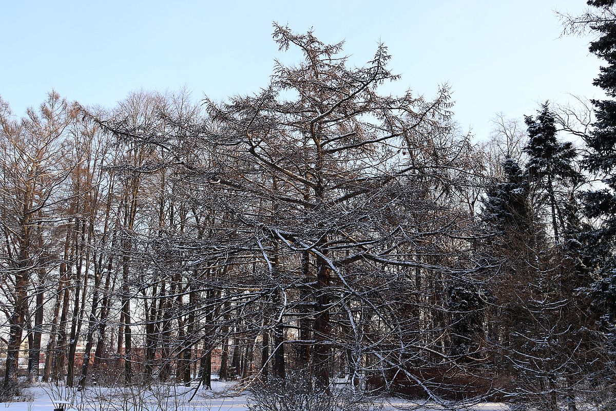 Изображение особи Larix kaempferi.