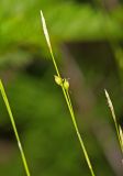 Carex ussuriensis
