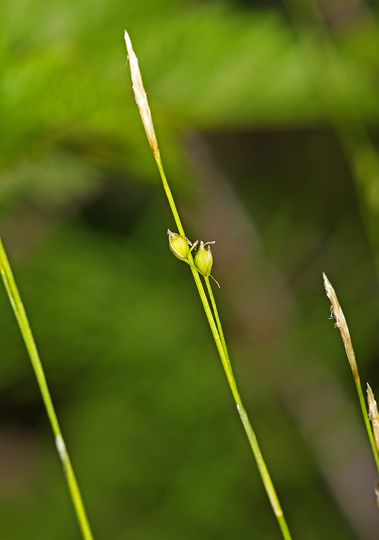 Изображение особи Carex ussuriensis.