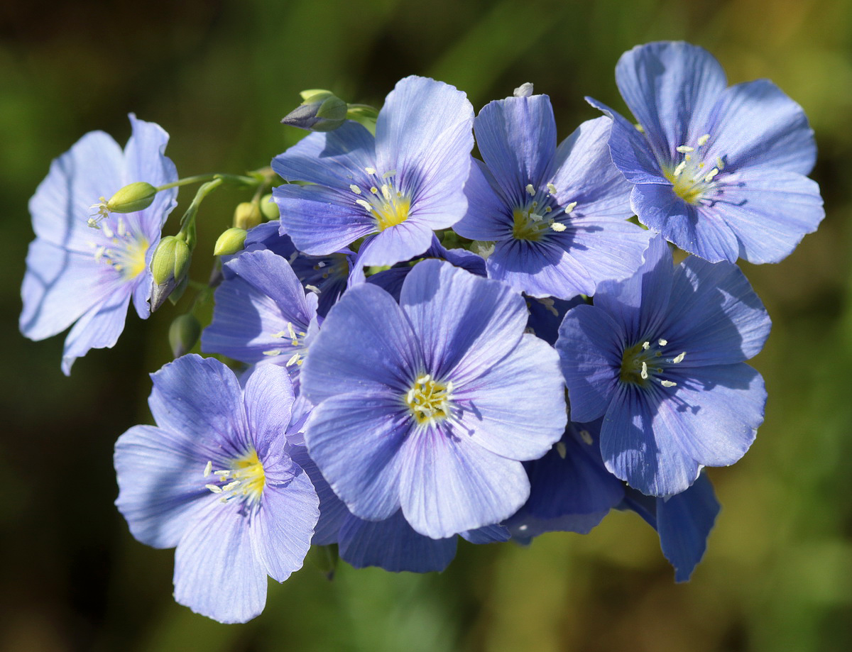 Изображение особи Linum austriacum.