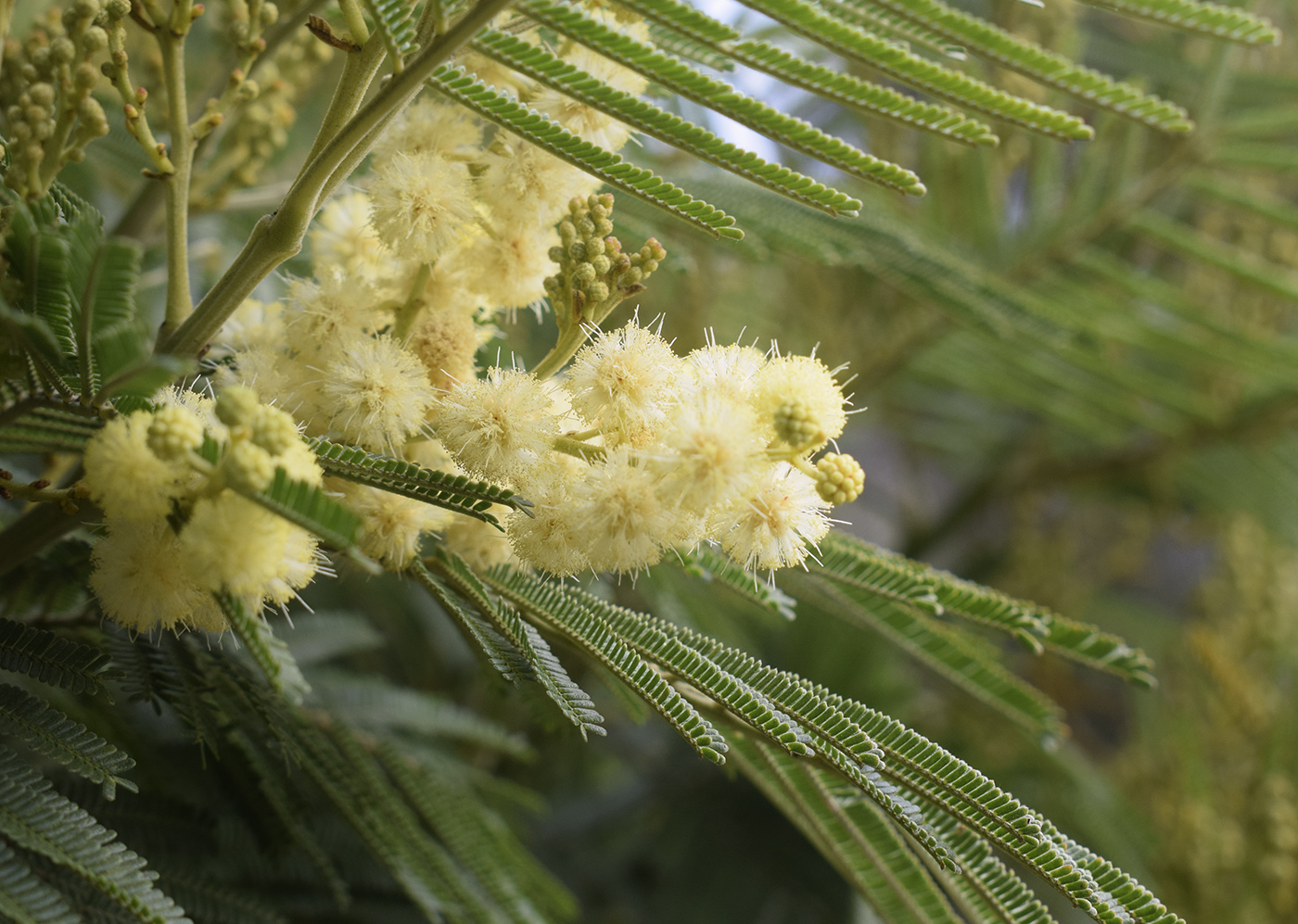 Изображение особи Acacia mearnsii.