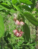 Staphylea pinnata. Верхушка побега с соцветием. Краснодарский край, Абинский р-н, хр. Папай, широколиственный лес. 14.05.2020.