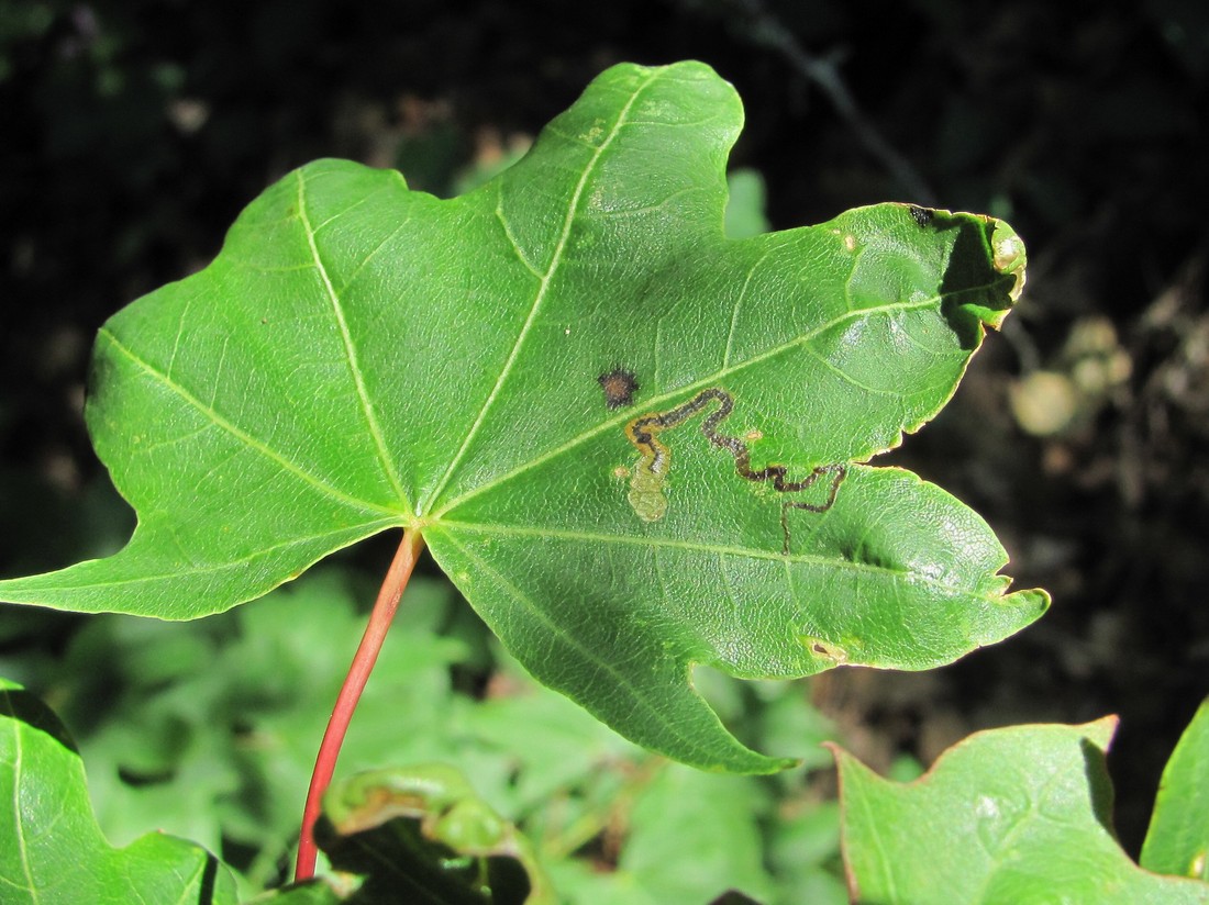 Image of Acer cappadocicum specimen.