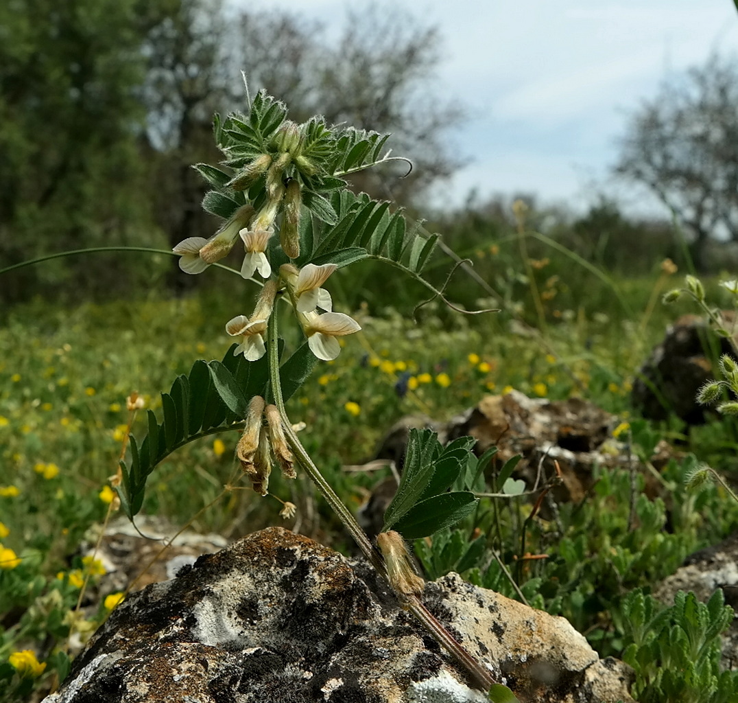 Изображение особи Vicia pannonica.