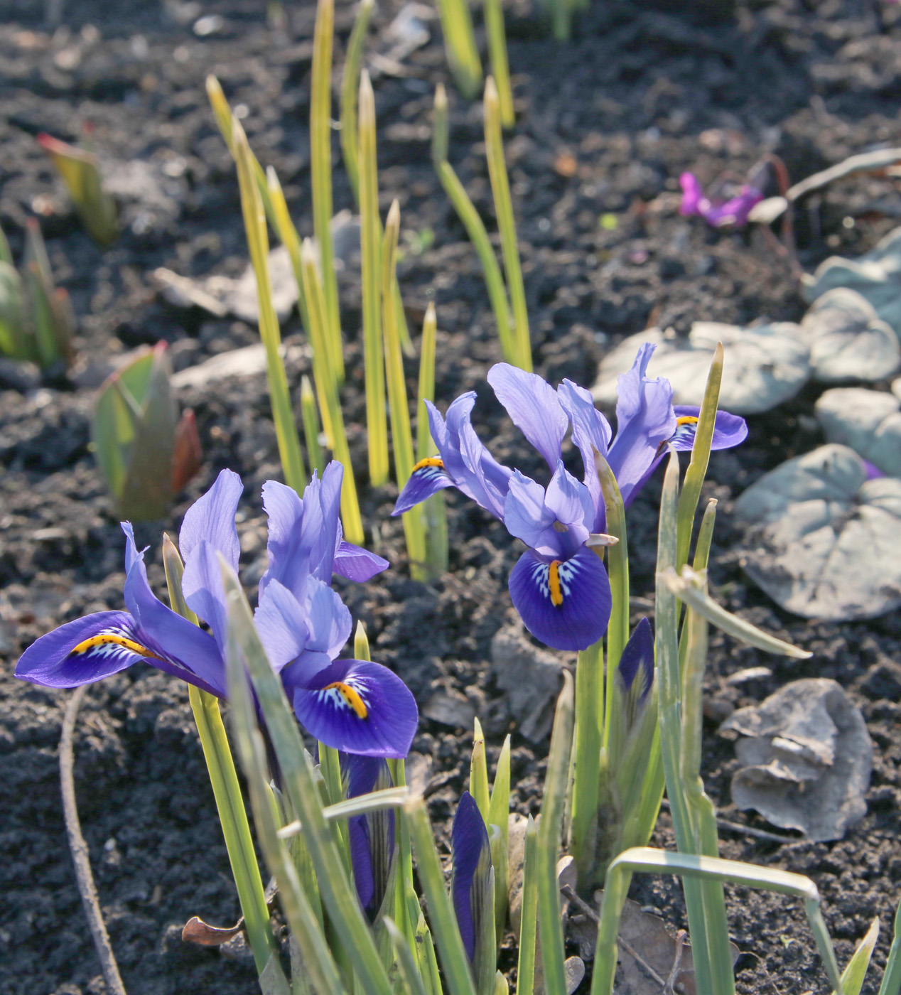 Image of Iridodictyum reticulatum specimen.