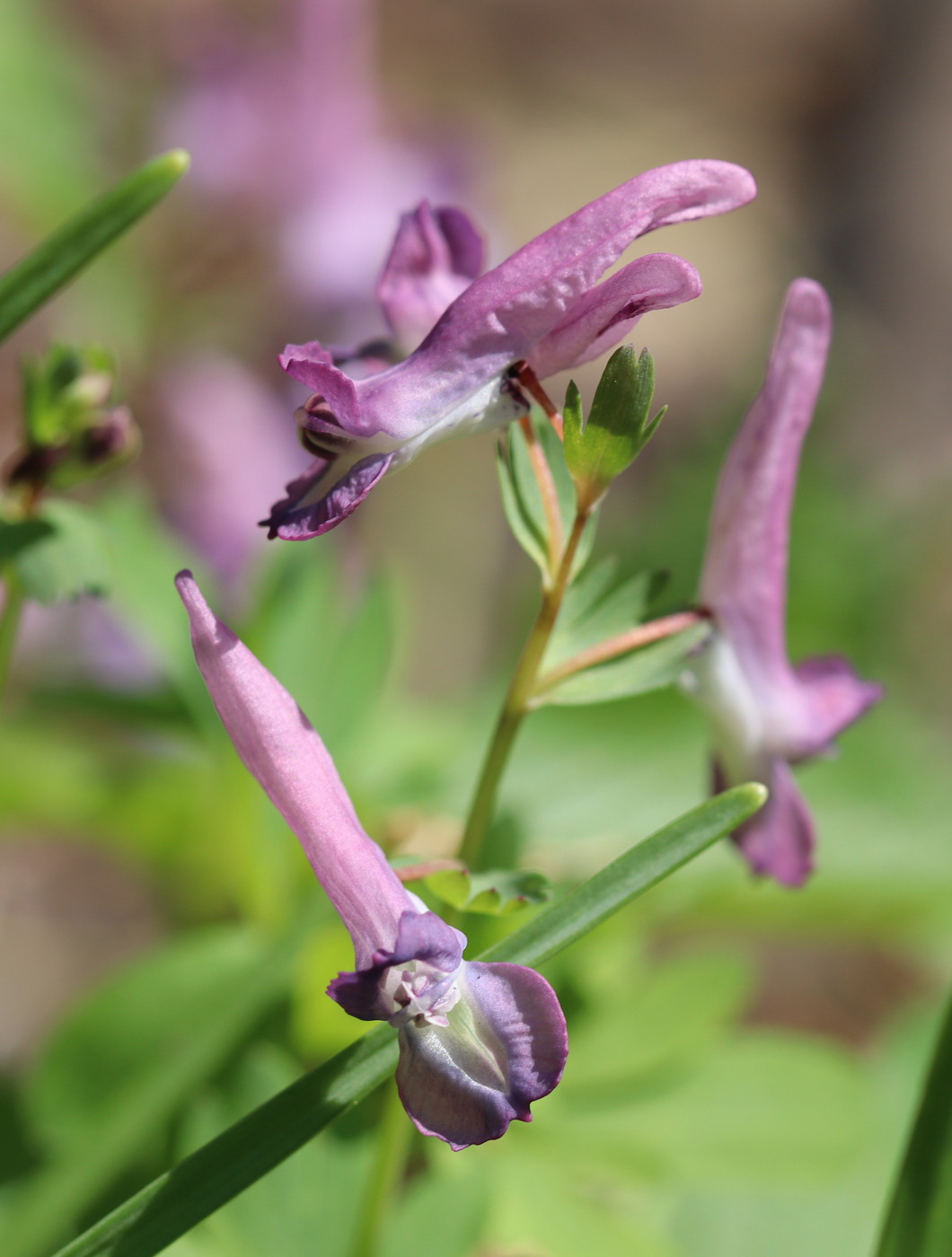 Image of Corydalis solida specimen.