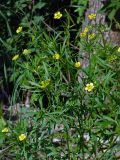 Ranunculus arvensis