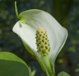 Calla palustris