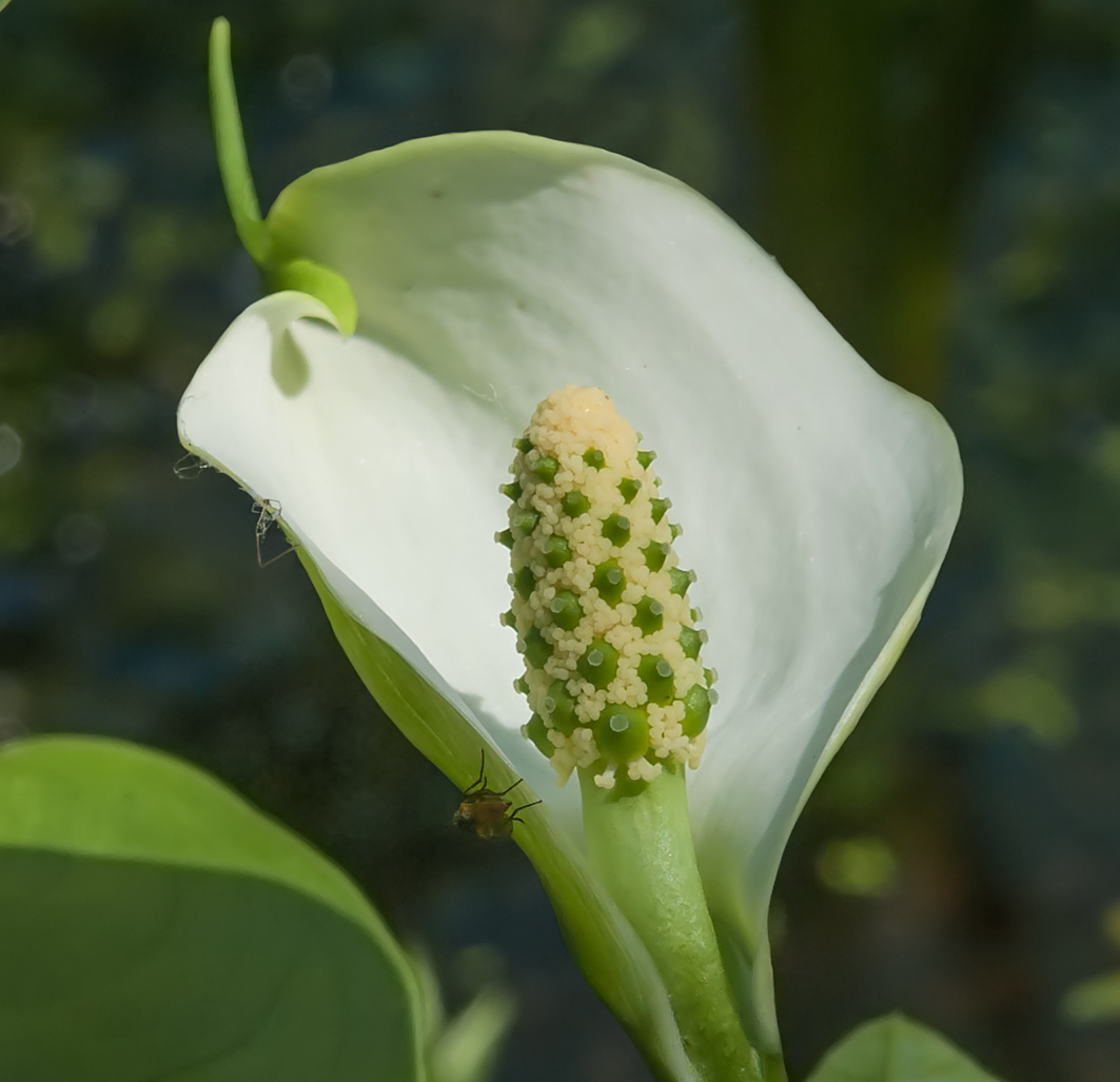 Изображение особи Calla palustris.