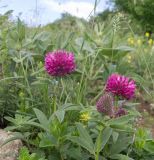 Trifolium alpestre