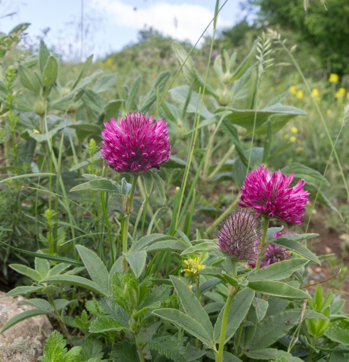 Изображение особи Trifolium alpestre.