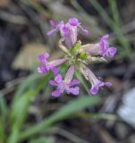 Viscaria vulgaris. Цветки и плоды. Пермский край, Кунгурский р-н, ур. Подкаменная гора, пологий склон, разнотравный луг. 26.06.2021.
