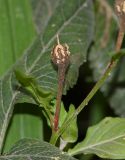 Oenothera rosea. Верхушка побега со вскрывшимся плодом. Перу, регион Куско, провинция Урубамба, обочина дороги к археологическому комплексу. 16.10.2019.