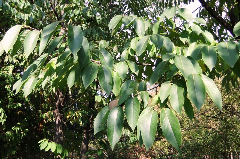 Image of Diospyros virginiana specimen.