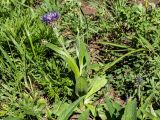 Centaurea czerkessica