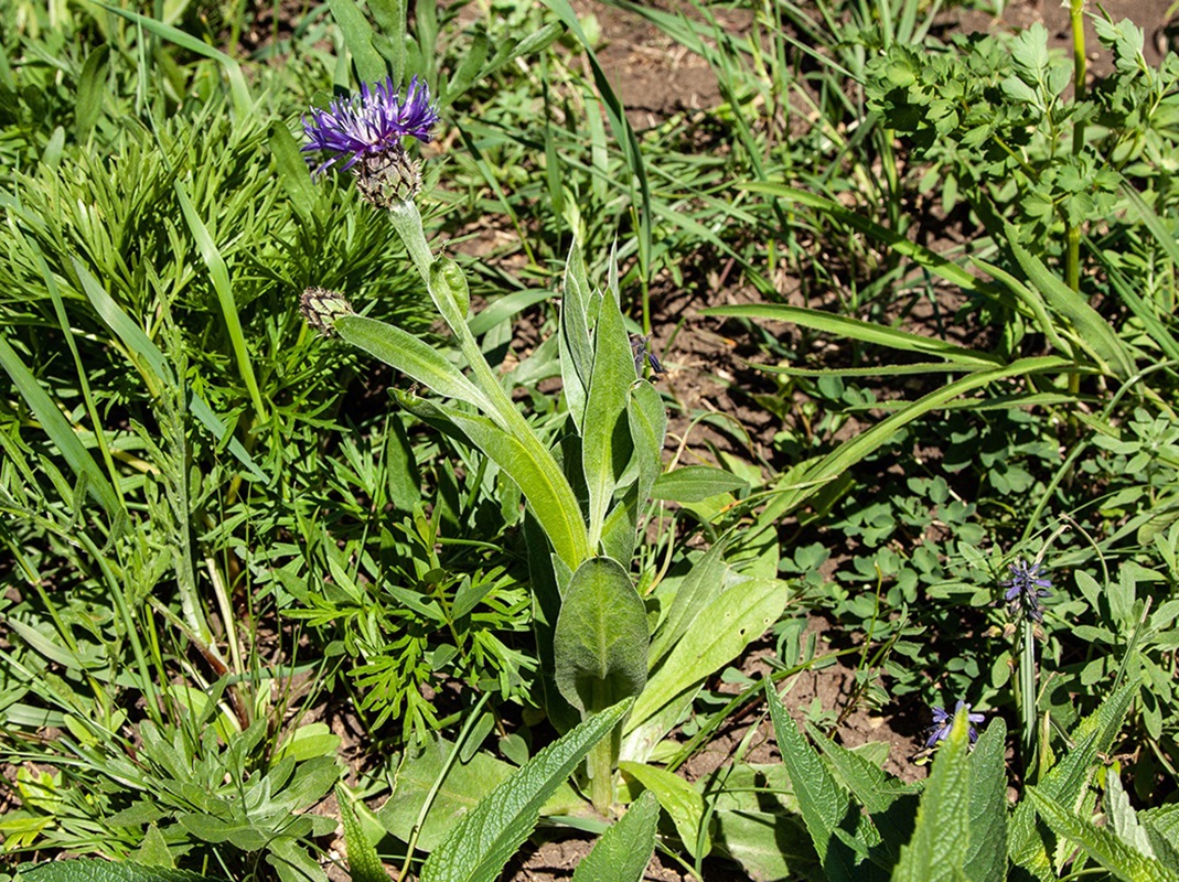 Изображение особи Centaurea czerkessica.