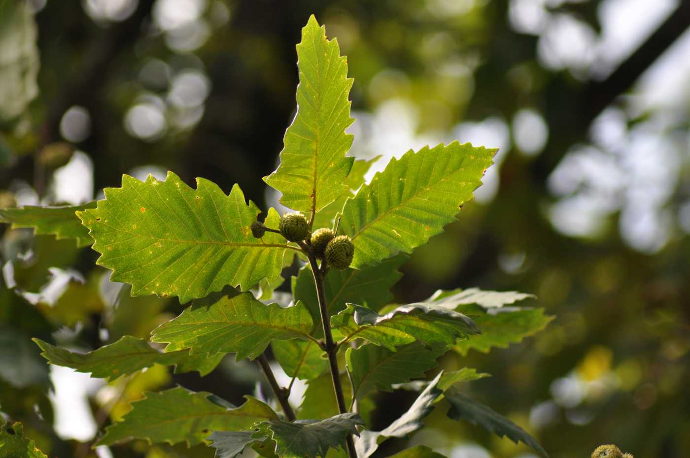 Изображение особи Quercus castaneifolia.