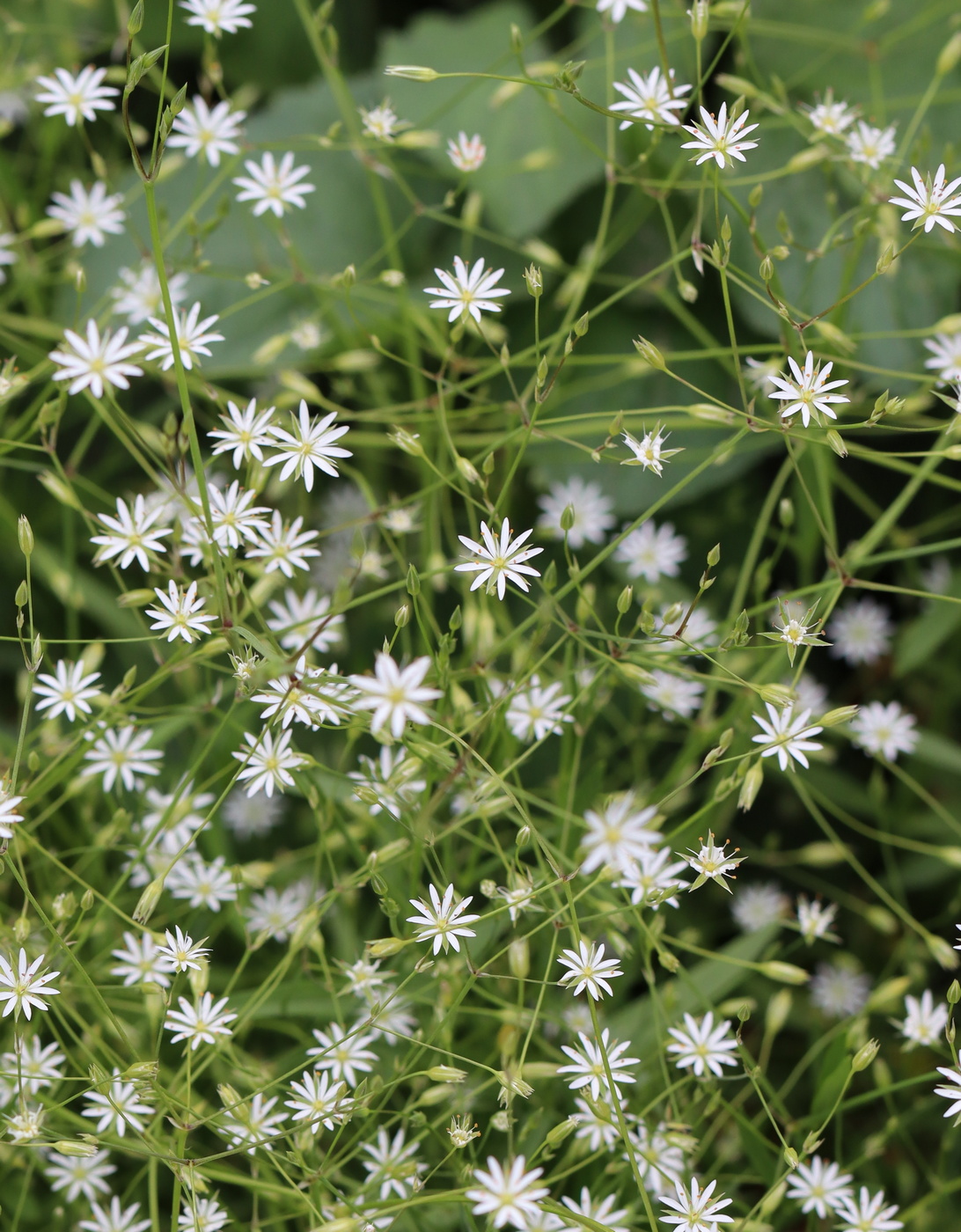 Изображение особи Stellaria palustris.